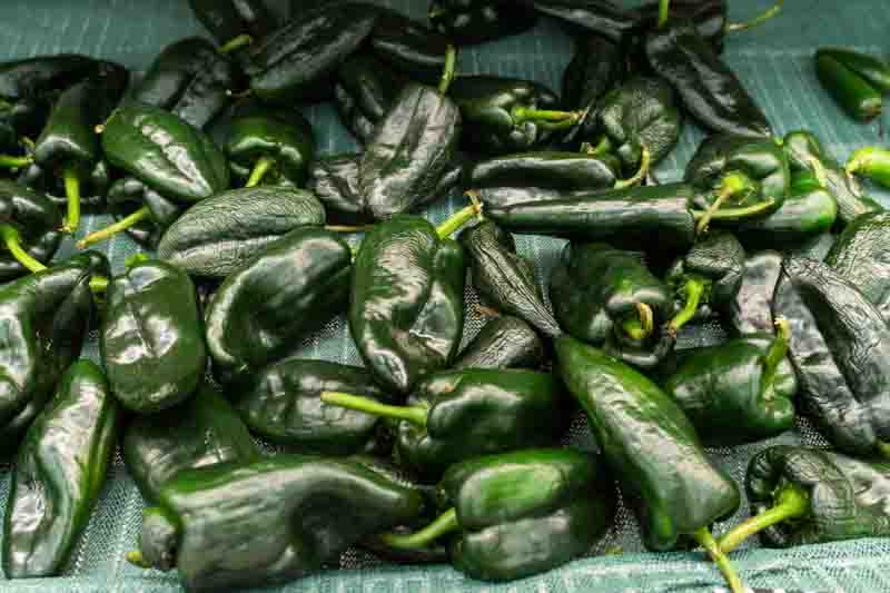 Poblano, Poblano Pepper, Ancho Pepper (when dried), Ancho (when dried), Chile Poblano, Capsicum annuum Poblano