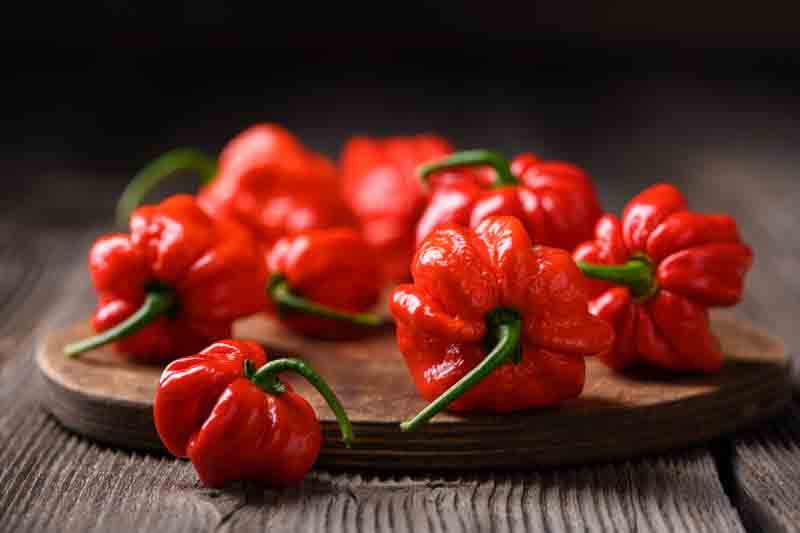 Habanero, Habanero Pepper, Habanero Chili, Capsicum Chinense