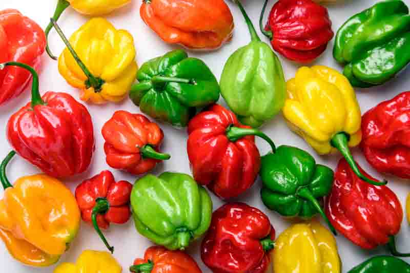Habanero, Habanero Pepper, Habanero Chili, Capsicum Chinense