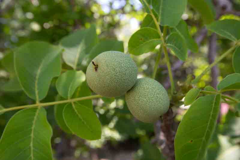 Walnut, English Walnut, Persian Walnut, European Walnut, French Walnut, Juglans regia