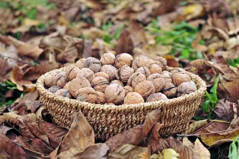 Walnut, English Walnut, Persian Walnut, European Walnut, French Walnut, Juglans regia