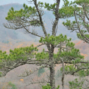 Korean pine, Chinese pinenut, Korean nut pine, Chinese pine nut, Channamu,Hong song, Pinus koraiensis