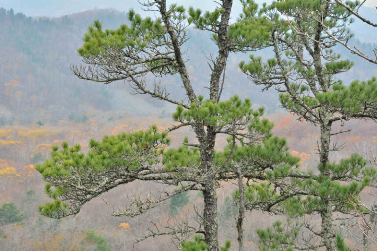 Korean Pine (Pinus koraiensis): Benefits, Challenges, Uses