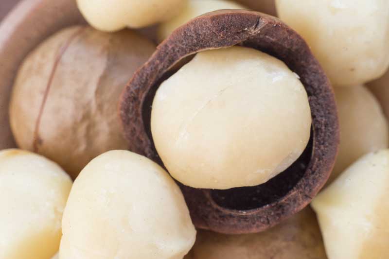 Macadamia, Macadamia nut, Queensland nut, Smooth-shelled macadamia, Bauple nut, Bush nut, Maroochi nut, Macadamia integrifolia