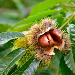 Japanese Chestnut, Kuri, Chestnut, Castanea crenata