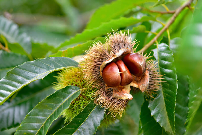 Japanese Chestnut, Kuri, Chestnut, Castanea crenata