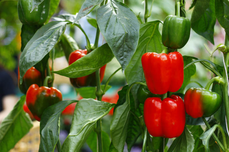 Pepper, Capsicum annuum