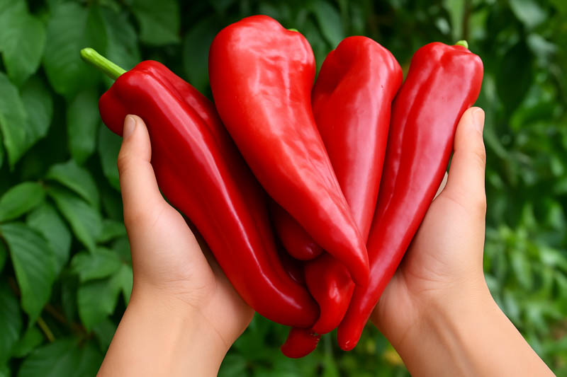 Paprika, Sweet Paprika, Hungarian Paprika, Spanish Paprika, Pimentón, Capsicum annuum