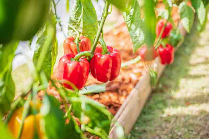 Paprika, Sweet Paprika, Hungarian Paprika, Spanish Paprika, Pimentón, Capsicum annuum
