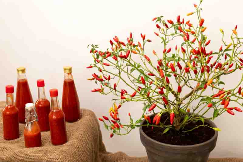 Tabasco Pepper, Tabasco Chili, Tabasco, Chili Tabasco, Capsicum frutescens