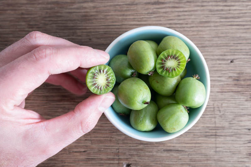 Hardy kiwi grown in a large patio container with obelisk support