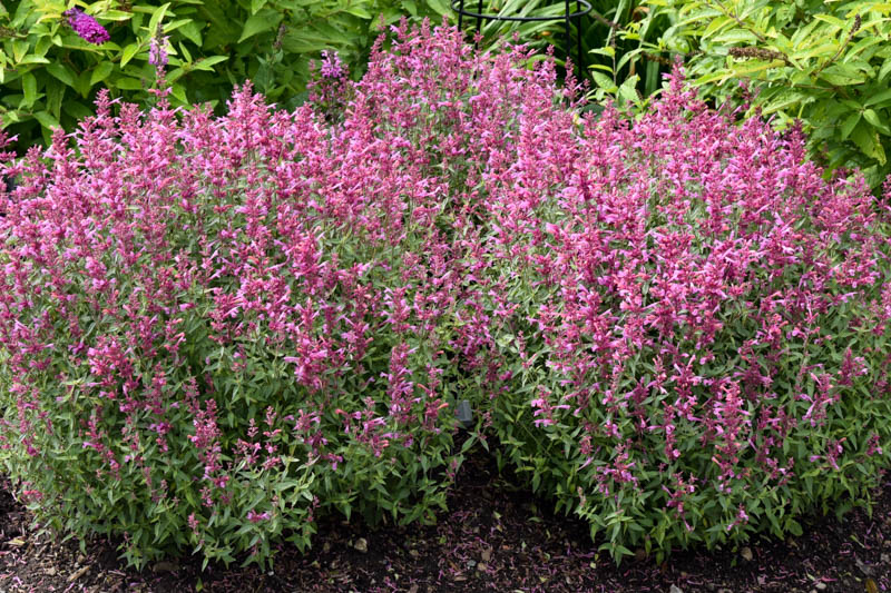 Hyssop Rosie Posie, Anise Hyssop Rosie Posie, Hummingbird Mint Rosie Posie, Pink Hyssop, Pink Flowers, Pink Hummingbrid Mint