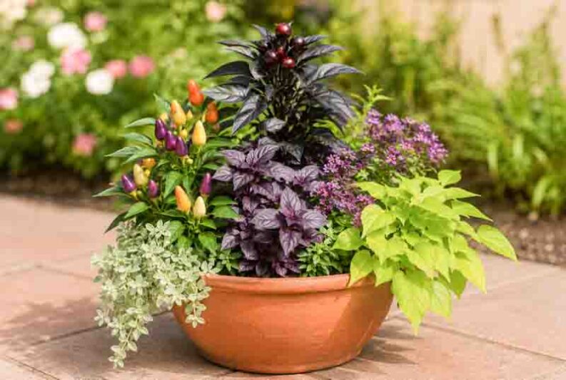 Black Pearl Pepper, Black Hungarian Pepper, Bolivian Rainbow Pepper, purple basil, Silver licorice , Helichrysum petiolare, chartreuse sweet potato vine,Ipomoea batatas,