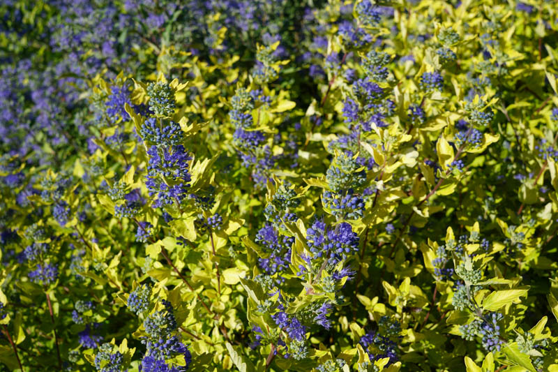 Caryopteris Gold Crest, Gold Crest Bluebeard, Blue Flowers, Blue Spiraea