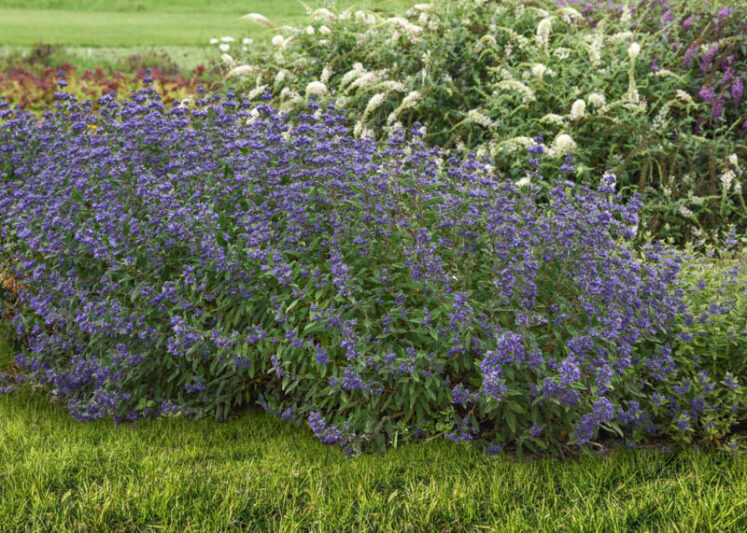 フォルメ　ブルーチャー　サイズ3ハーフ フォルメ ブルーチャー サイズ3ハーフ フォルメ ブルーチャー サイズ3