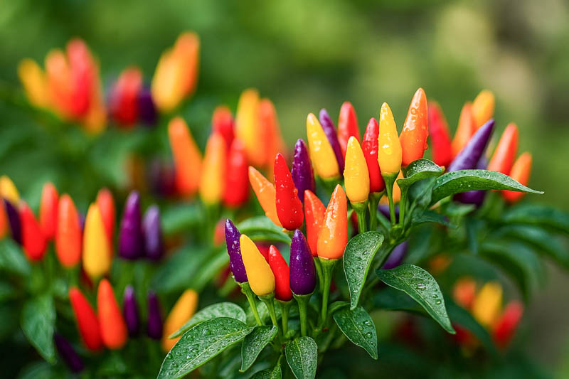 Numex Twilight Pepper, Ornamental Pepper, Edible Pepper