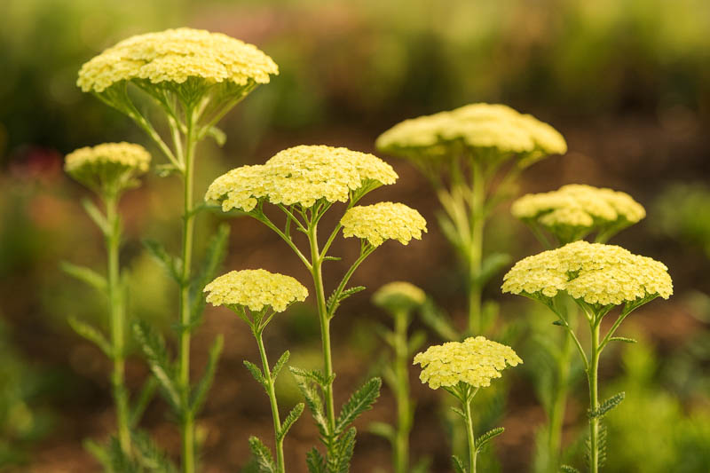 Achillea millefolium 'Sunny Seduction' (Yarrow)