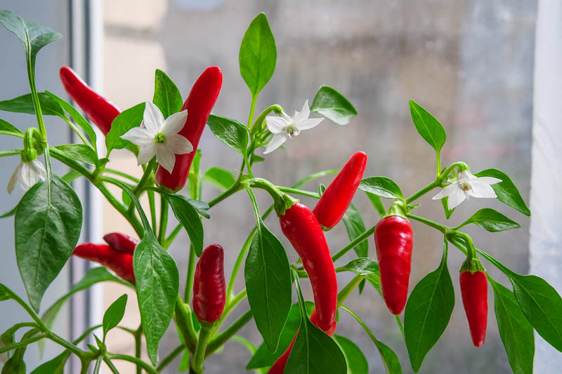 Pepper, Pepper Plants, Potted Pepper, Indoor Peppers, Overwintering Peppers