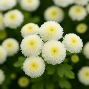 Tanacetum Parthenium 'Virgo', Feverfew, Chrysanthemum parthenium 'Virgo', White Flowers