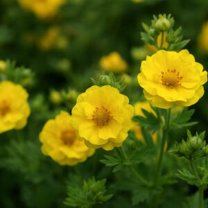 Potentilla Mont d'Or, Shrubby Cinquefoil Mont d'Or, Cinquefoil Mont d'Or, Yellow Potentilla, Yellow Flowers