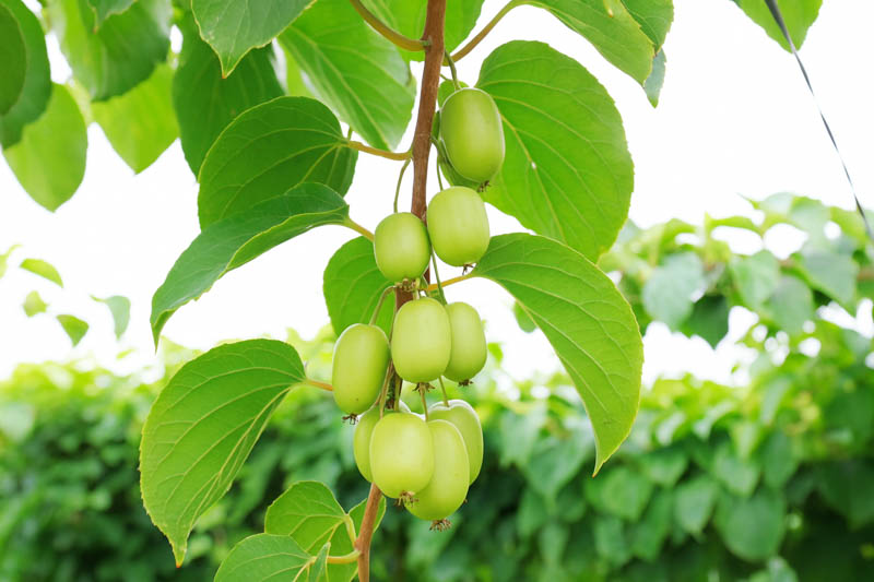 Trained two-arm cordon of hardy kiwi on a multi-wire trellis