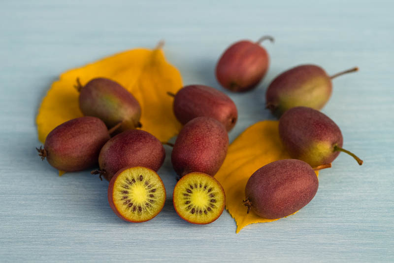 Close-up of hardy kiwi fruiting lateral after summer tipping