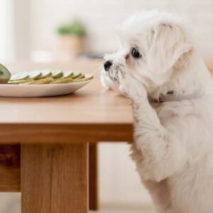 Can Dog Eat Kiwi, Kiwi, Kiwi vine, Actinidia deliciosa