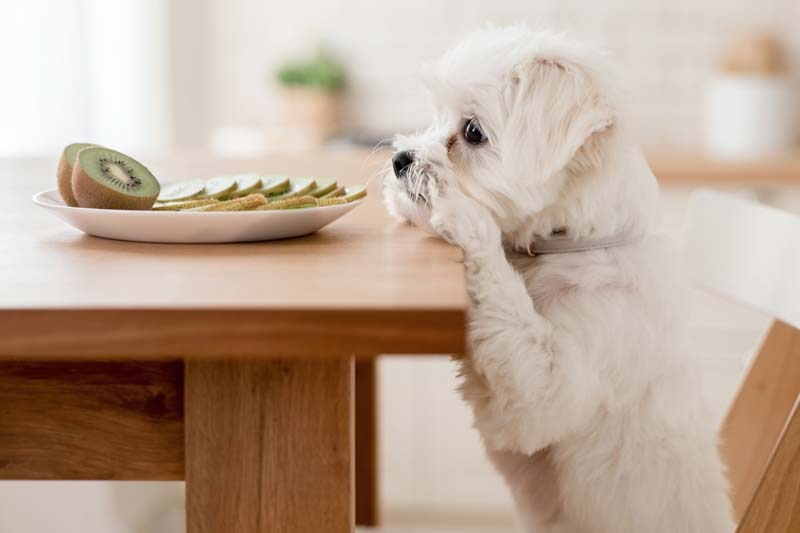 Can Dog Eat Kiwi, Kiwi, Kiwi vine, Actinidia deliciosa