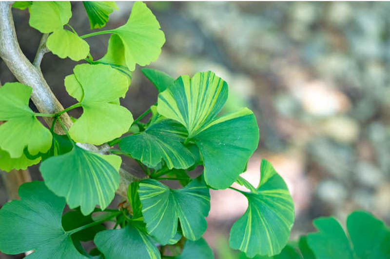 Ginkgo biloba 'Majestic Butterfly',Maidenhair Tree 'Majestic Butterfly', Fossil Tree 'Majestic Butterfly', Icho 'Majestic Butterfly', Fall color,
