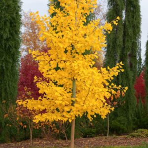 Ginkgo biloba 'Chi Chi' (Maidenhair Tree): Uses, Care