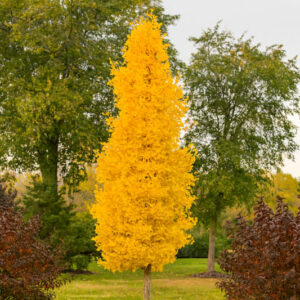 Ginkgo biloba 'Chi Chi' (Maidenhair Tree): Uses, Care