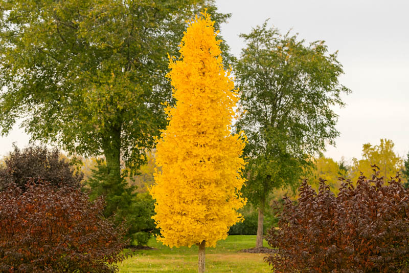 Ginkgo biloba Sky Tower (Maidenhair Tree): Uses, Grow and Care