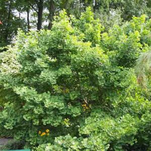 Ginkgo Jade Butterflies, Maidenhair Tree Jade Butterflies, Fossil Tree Jade Butterflies, Icho Jade Butterflies, Fall color,