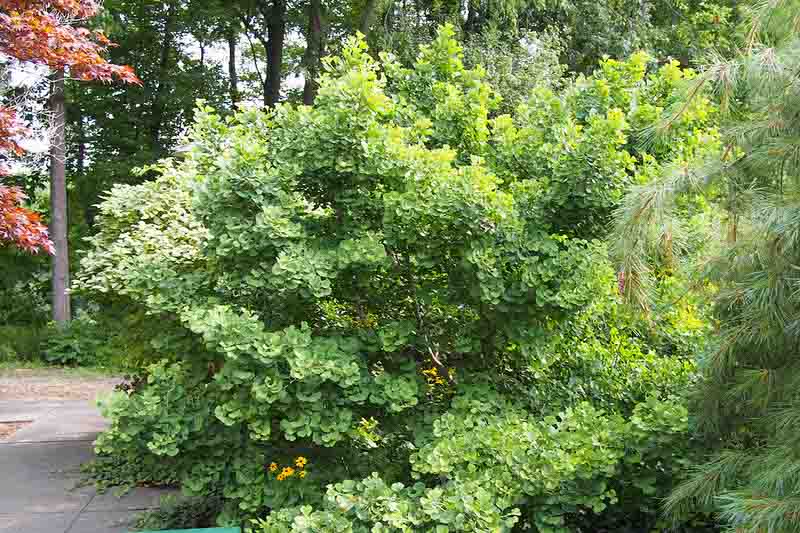 Ginkgo Jade Butterflies, Maidenhair Tree Jade Butterflies, Fossil Tree Jade Butterflies, Icho Jade Butterflies, Fall color,