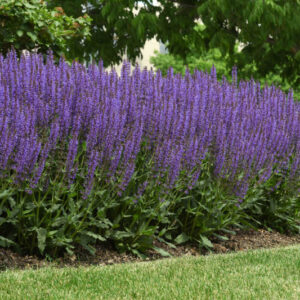 Blue By You Salvia, Salvia Blue By You, Salvia nemorosa, Blue Salvie, Blue Sage