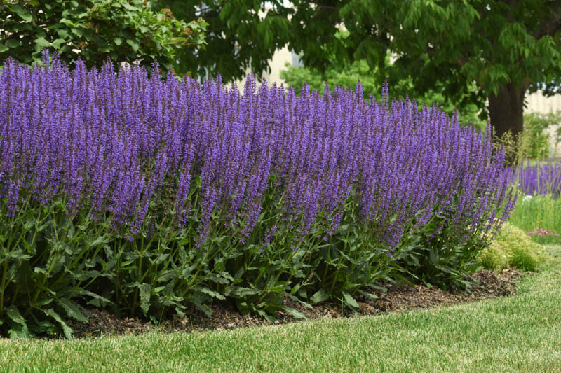 Blue By You Salvia, Salvia Blue By You, Salvia nemorosa, Blue Salvie, Blue Sage