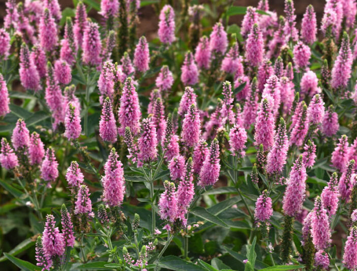 Veronica longifolia Skyward™ Pink (Garden Speedwell)
