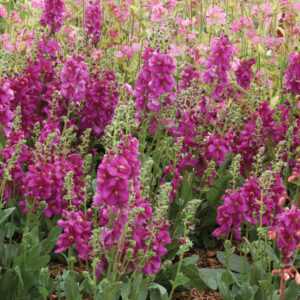 Verbascum Royalty, Royalty Mullein, Mullein Royalty, Pink Mullein, Purple Mullein