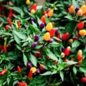 Pepper, Peppers, Small Pepper, Peppers for Containers,