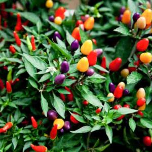 Pepper, Peppers, Small Pepper, Peppers for Containers,