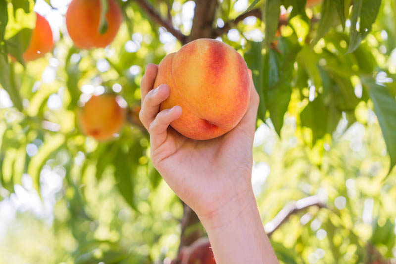 Harvesting ripe peaches with creamy-yellow background color