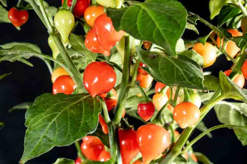 Fruit of Biquinho Pepper on tree. This is a typical pepper from Brazil