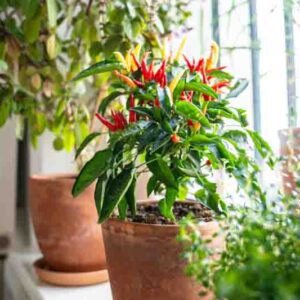 Windowsill with potted hot chili peppers and Thai basil bush growing at home, pots with aromatic herbs and spices standing under window, gardening indoors, eco-friendly and healthy eating lifestyle.
