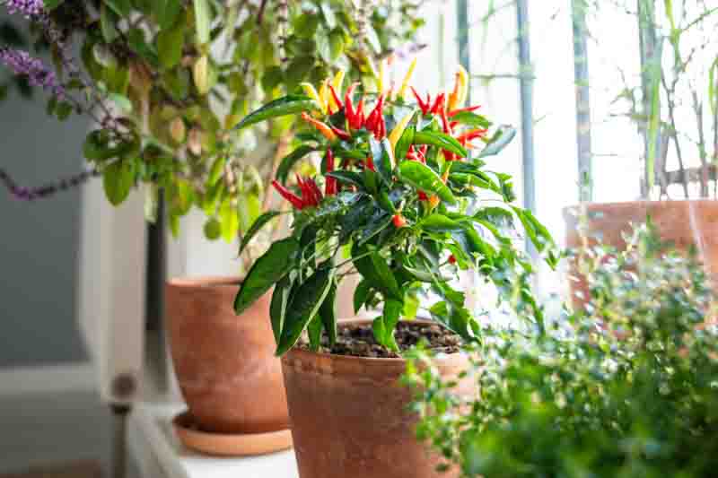 Windowsill with potted hot chili peppers and Thai basil bush growing at home, pots with aromatic herbs and spices standing under window, gardening indoors, eco-friendly and healthy eating lifestyle.