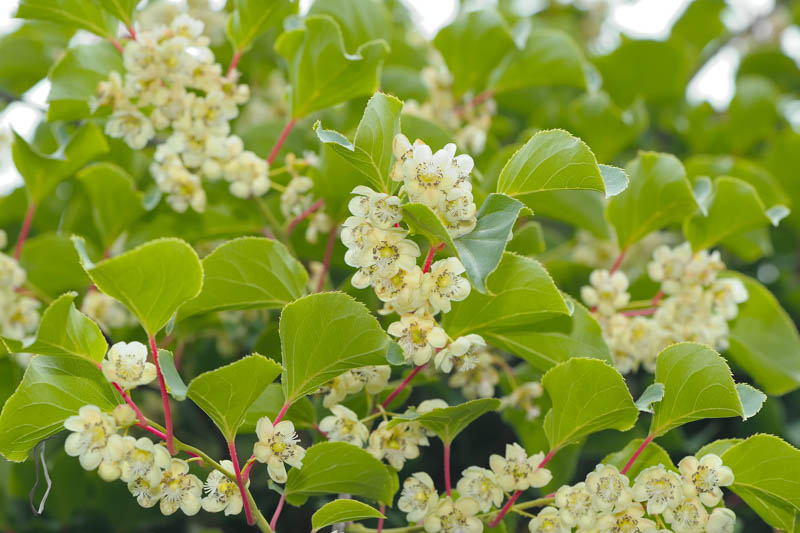 Cluster of ripe hardy kiwiberries on a trellised vine (Actinidia arguta)