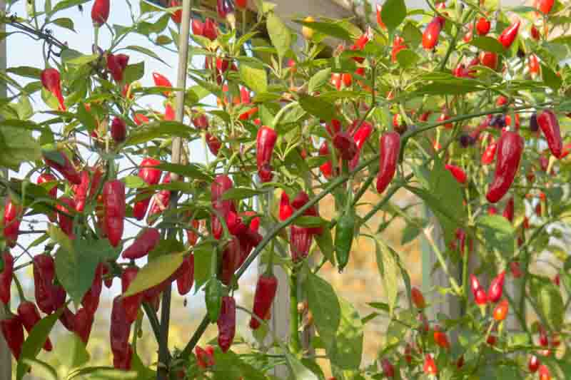 Chilli Pepper (Capsicum annuum) Growing in a Greenhouse