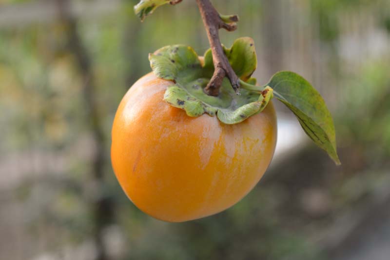 Diospyros kaki, Cinnamon Persimmon, Hyakume, Japanese Persimmon, Oriental Persimmon, Persimmon Fruit, Persimmon Tree, Kaki, Kaki Fruit,