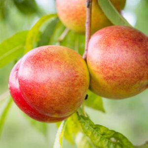 Nectarine, Brugnon, Nektarin, Nektarine, Nektarinebaum, Prunus persica var. nucipersica, Prunus persica var. nectarina, Persica nucipersica, Smooth Peach