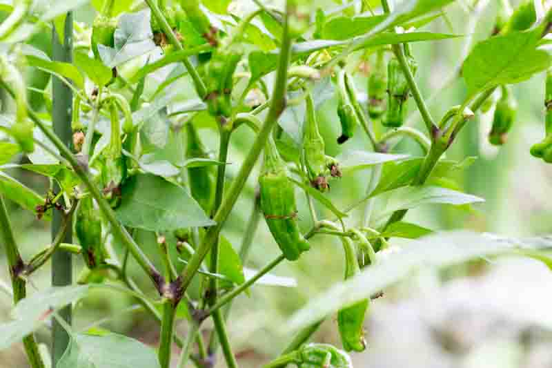 Shishito, Shishito Pepper, Shishito Chili, Shishitōgarashi, Japanese Shishito, Capsicum Annuum Shishito