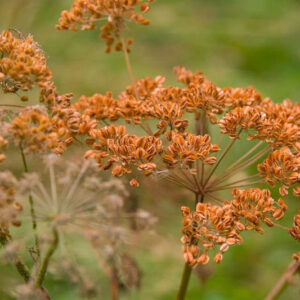 Bronze Fennel, Foeniculum Vulgare 'Rubrum', Foeniculum vulgare 'Pupureum'